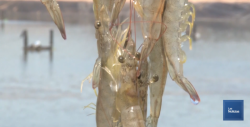 Tiene COSAES 53 reportes por problemas sanitarios en cultivos de camarón
