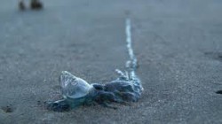 Atienden 15 picaduras por quemadores en Mazatlán