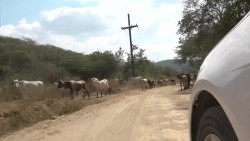 Se recrudece la sequía en Elota