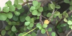 Planta de la abundancia