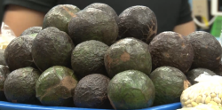 Continua por las nubes el precio del aguacate