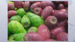 México produce 400 mil toneladas de tunas anuales