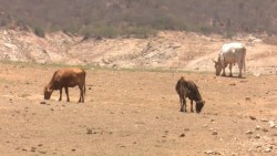 Siguen problemas para productores por saturación de bodegas