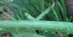 Beneficios de la sábila o aloe vera