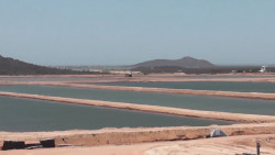 Piden acuacultores frenar la importación de camarón de Centroamérica