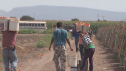 Detectan mano de obra infantil en campos agrícolas del sur de Sinaloa
