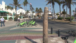Inicia la tala de palmeras en el Malecón de Mazatlán
