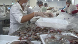 Toca fondo el precio del camarón de exportación sinaloense