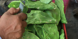 Altamente recomendado el consumo de nopal