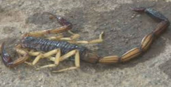 Más de 4 mil casos de picaduras de alacranes