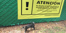 Tiran gatos en el Jardín Botánico de Culiacán
