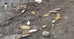 Proliferan descargas de aguas negras en el estero del infiernillo