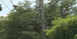 Árboles ya tocan cables de luz en San Benito