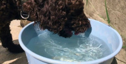 Cuide a sus mascotas del calor