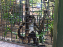 Llegan dos nuevos integrantes al zoológico recatados de trafico ilegal