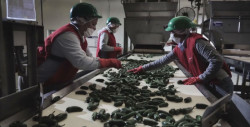 Sinaloa  primer lugar a nivel nacional en crecimiento económico según el ITAEE