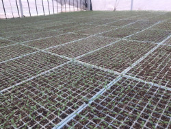 Las lluvias no solucionan problemas del sector agrícola en el Sur del Estado: AARP