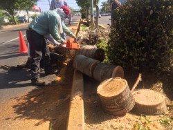 Cortan más de 50 palmeras de camellones centrales en Mazatlán