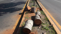 Cuestionan arquitectos tala 'masiva' de palmeras en Mazatlán