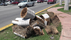 Servicios Públicos municipales, detrás de la tala de palmeras en la Rafael Buelna
