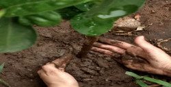 Importancia de plantar árboles para aminorar el calor