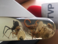 ¡Cuidado con alacranes y arañas altamente tóxicos!