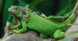 Deja sin luz eléctrica iguana al sector Centro de Villa Unión