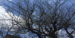 Piden que árbol seco sea retirado de andador