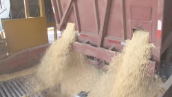 En riesgo el pago del Ingreso Objetivo para la producción de maíz de Sinaloa