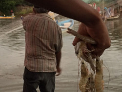 Ribereños esperan una mejor temporada de pesca: Plancarte