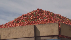 Tema de tomate es una gran  noticia para Sinaloa