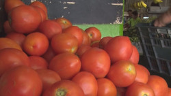 Estiman mayores problemas logísticos con la revisión de los embarques de tomate mexicano