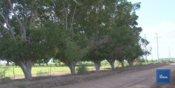 Resultados positivos ha logrado la Fundación Ambiental del Valle del Yaqui
