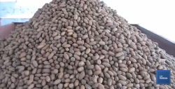 Hermosillo será sede del Simposio Internacional de Nuez Pecanero 2019