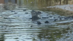 Vecinos de la Colonia Klein afectados por aguas negras