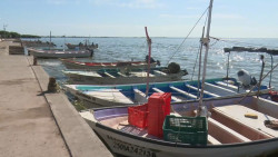 Desesperados por pesca de camarón