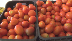 Obligados los productores de tomate mexicano en aceptar condiciones que impuso Estados Unidos