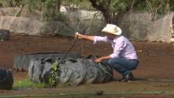 Detecta Japama 'huachicoleo' de agua