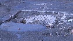 Bache muy peligroso por la Maquío