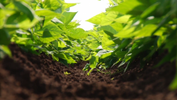 Agricultores del Sur del Estado, necesitan infraestructura de riego: AARP