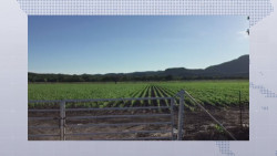 Solicitan presupuesto de 100 millones de pesos para apoyos a temporaleros de Sinaloa