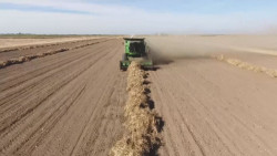 Dudan productores que SEGALMEX pueda comprar parte de la producción de frijol de Sinaloa
