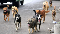 Incrementan agresiones de perros en humanos: Vectores