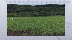 Ya hay presencia de pulgón amarillo en siembras de sorgo de temporal