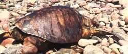 Desconoce Acuario Mazatlán motivo de mortandad de tortugas