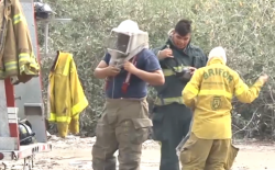 Hasta 15 reportes por abeja reciben bomberos diariamente