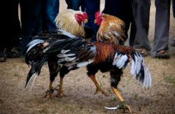 Exhibiciones de animales permitidas por Ley: Ecología Municipal