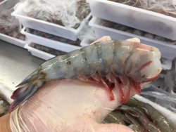 La pesca no ha recibido los apoyos que requiere: Alcalde