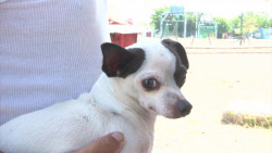 Tras polémica proyectan refugio animal en Mazatlán