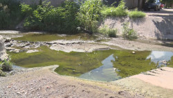 Maleza y agua estancada en el Arroyo de paseo de Los Arcos